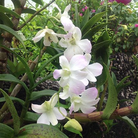 Casa De Los Suenos B&B Coronado Panama Playa Coronado Ngoại thất bức ảnh