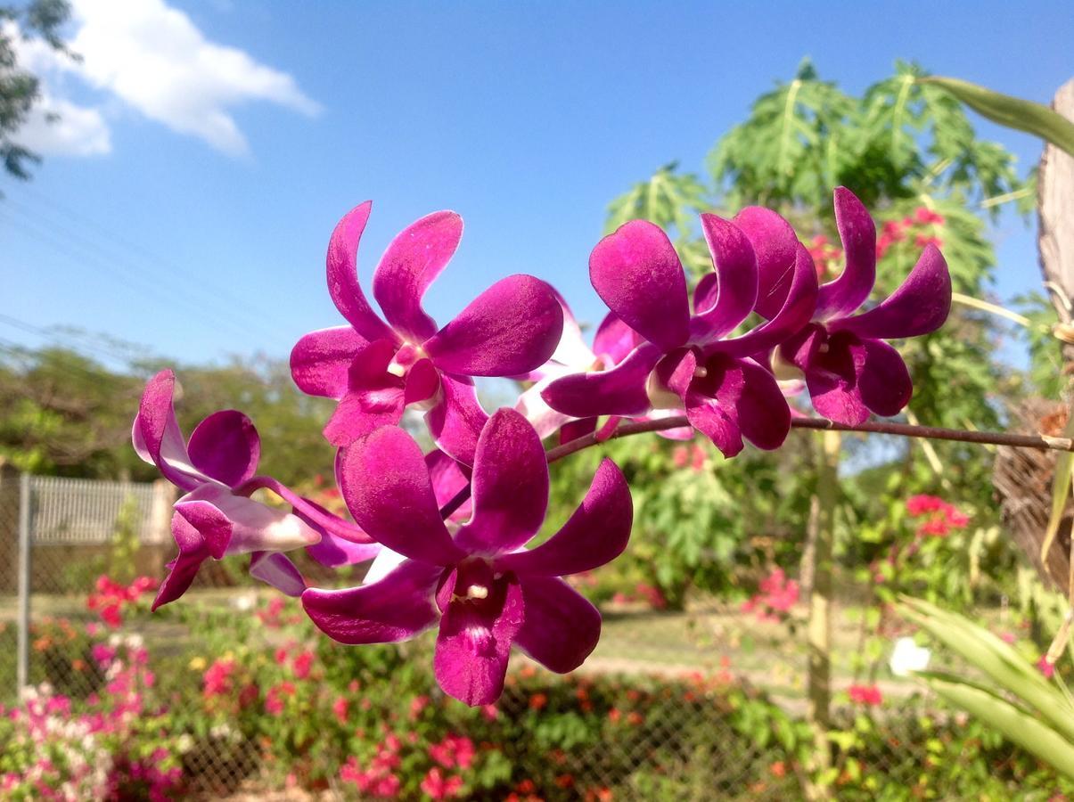 Casa De Los Suenos B&B Coronado Panama Playa Coronado Ngoại thất bức ảnh