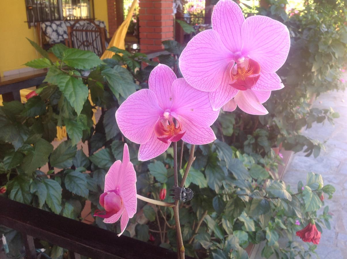 Casa De Los Suenos B&B Coronado Panama Playa Coronado Ngoại thất bức ảnh