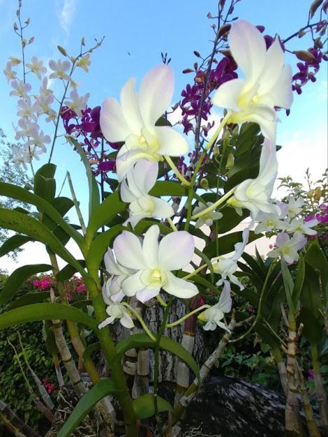 Casa De Los Suenos B&B Coronado Panama Playa Coronado Ngoại thất bức ảnh